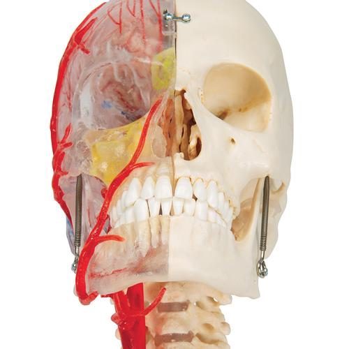 BONElike™ Human Skull Model, Half Transparent & Half Bony, Complete