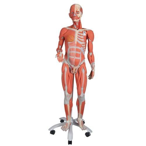 Human Anatomy Models: 3-Part Female Pelvis Anatomical Model, 3B
