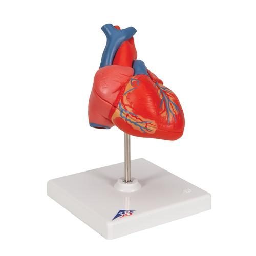 Classic Human Heart Model, 2 part - 3B Smart Anatomy