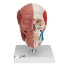 Head, Skull and Brain Models