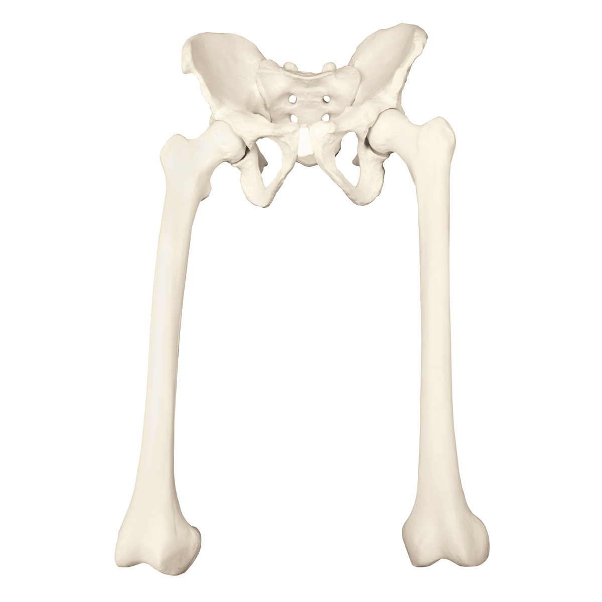 Go bone. Кость. Прочные кости. Манекен тазобедренной кости. Бедренная кость ортопедия анатомия.