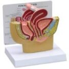 Genital organs and the pelvis